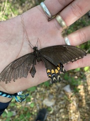 Heraclides pallas bajaensis