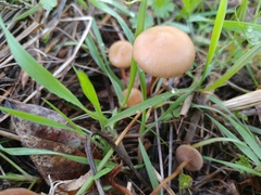Deconica