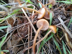 Deconica
