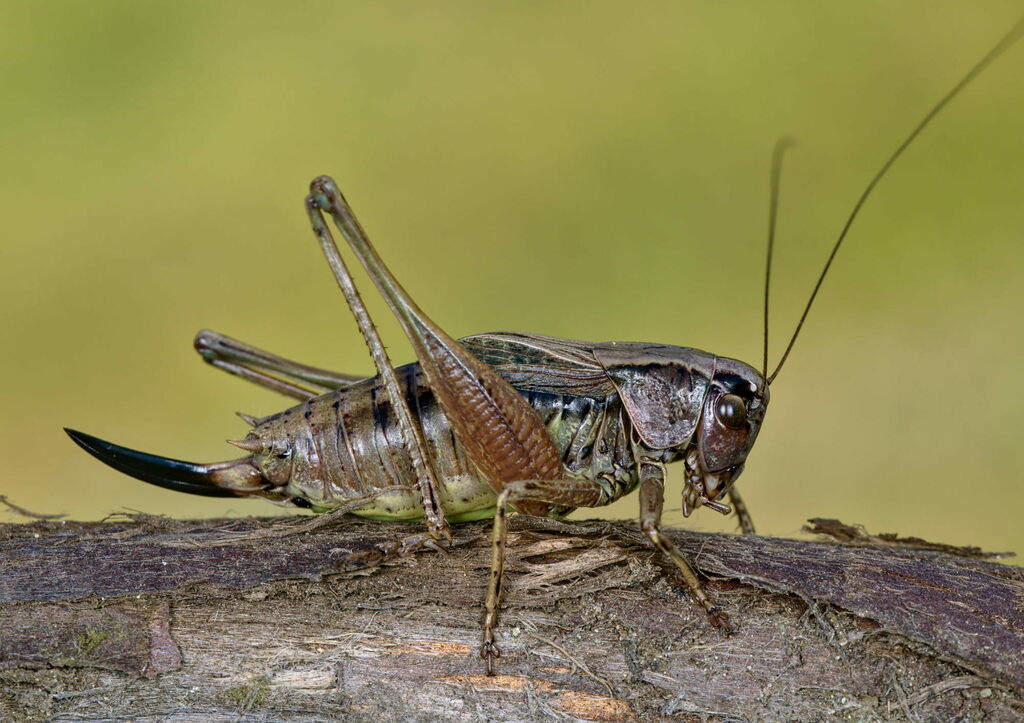 Italian Meadow Bush-cricket
