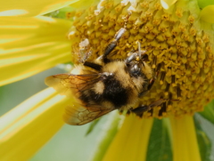Bombus bifarius