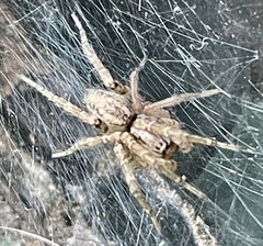 Ageleninae
