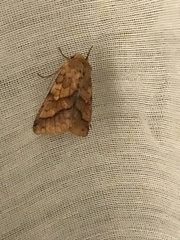 Pyrrhia exprimens