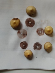 Deconica