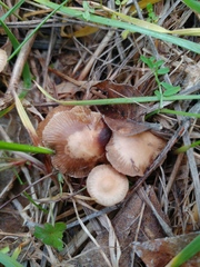 Deconica
