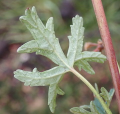 Pelargonium columbinum