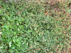 Pelargonium columbinum