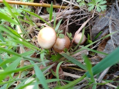 Deconica