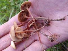 Deconica