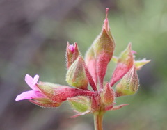 Pelargonium columbinum