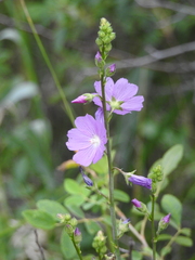 Sidalcea neomexicana