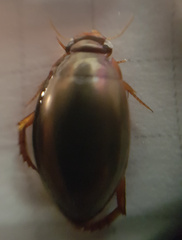 Ilybius fenestratus