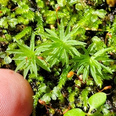 Atrichum crispulum