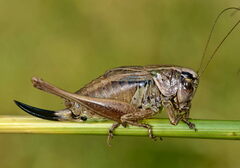 Metrioptera