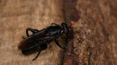 Chalcosyrphus chalybeus