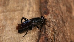 Chalcosyrphus chalybeus