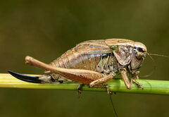 Metrioptera