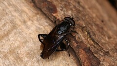 Chalcosyrphus chalybeus