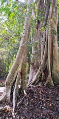 Ficus maclellandii
