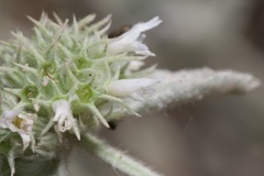 Marrubium incanum