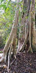 Ficus maclellandii