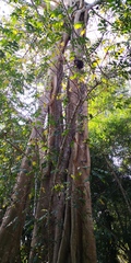 Ficus maclellandii