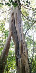 Ficus maclellandii