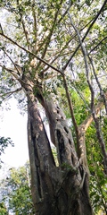 Ficus maclellandii