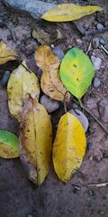 Ficus maclellandii