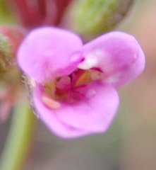 Pelargonium columbinum