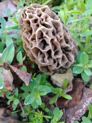 Morchella americana