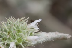 Marrubium incanum