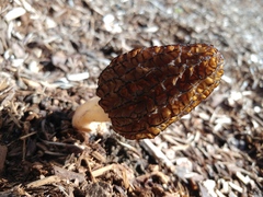 Morchella importuna