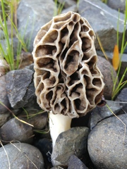 Morchella americana