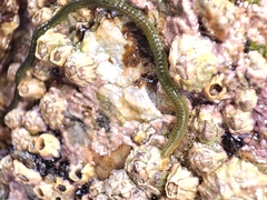 Eulalia clavigera