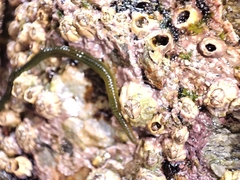 Eulalia clavigera