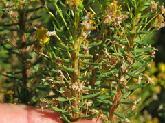 Euryops nodosus