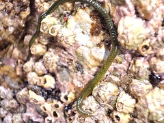 Eulalia clavigera