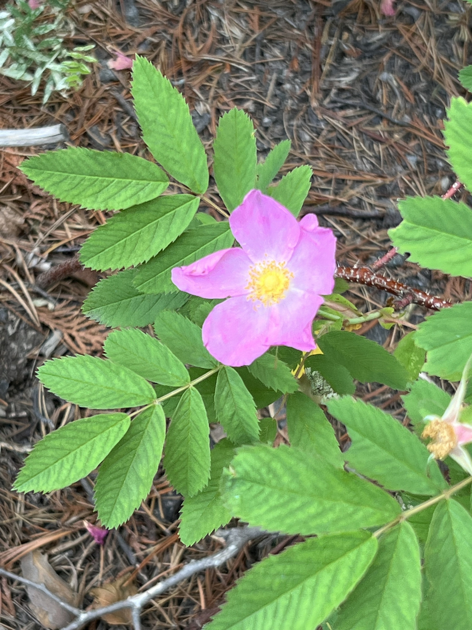 Rosa acicularis