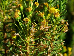 Euryops nodosus