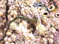 Eulalia clavigera