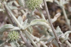 Marrubium incanum