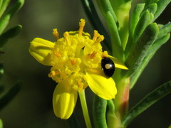 Euryops nodosus