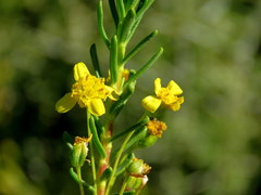 Euryops nodosus