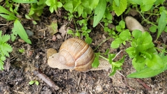 Helix pomatia