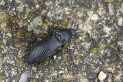 Melanotus punctolineatus