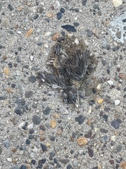 Turdus migratorius