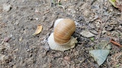 Helix pomatia