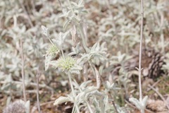 Marrubium incanum