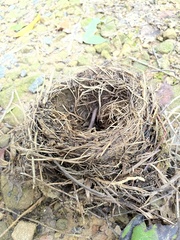 Hylocichla mustelina